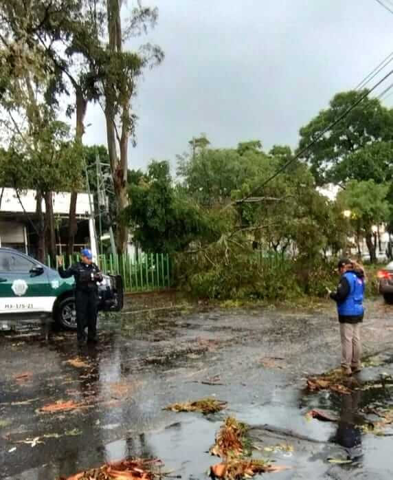 Lluvias dejan 23 árboles caídos en Coyoacán