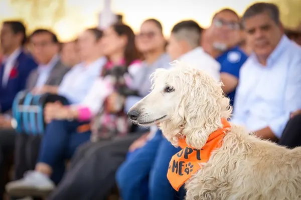 Más de 67 mil mascotas fueron atendidas en León