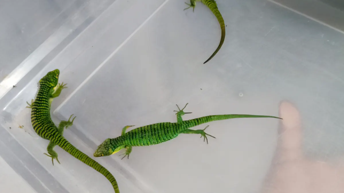 <img width="1200" height="675" data-src="https://impressiones.com.mx/wp-content/uploads/2026/08/Intentan-sacar-13-dragones-mexicanos-en-un-paquete-rumbo-a-Hong-Kong.webp" class="attachment-alt size-alt" alt="Intentan sacar 13 dragones mexicanos en un paquete rumbo a Hong Kong" decoding="async" fetchpriority="high" data-srcset="https://impressiones.com.mx/wp-content/uploads/2026/08/Intentan-sacar-13-dragones-mexicanos-en-un-paquete-rumbo-a-Hong-Kong.webp 1200w, https://impressiones.com.mx/wp-content/uploads/2026/08/Intentan-sacar-13-dragones-mexicanos-en-un-paquete-rumbo-a-Hong-Kong-600x338.webp 600w, https://impressiones.com.mx/wp-content/uploads/2026/08/Intentan-sacar-13-dragones-mexicanos-en-un-paquete-rumbo-a-Hong-Kong-1080x608.webp 1080w, https://impressiones.com.mx/wp-content/uploads/2026/08/Intentan-sacar-13-dragones-mexicanos-en-un-paquete-rumbo-a-Hong-Kong-768x432.webp 768w" data-sizes="(max-width: 1200px) 100vw, 1200px" />