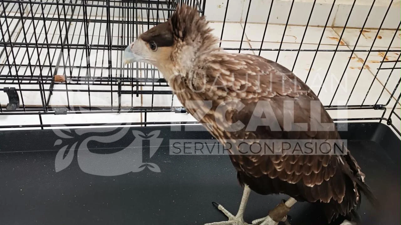 Una aguililla roja y un caracará juvenil fueron rescatados en Cuautitlán Izcalli.