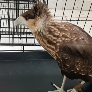 Rescatan aves rapaces en Izcalli