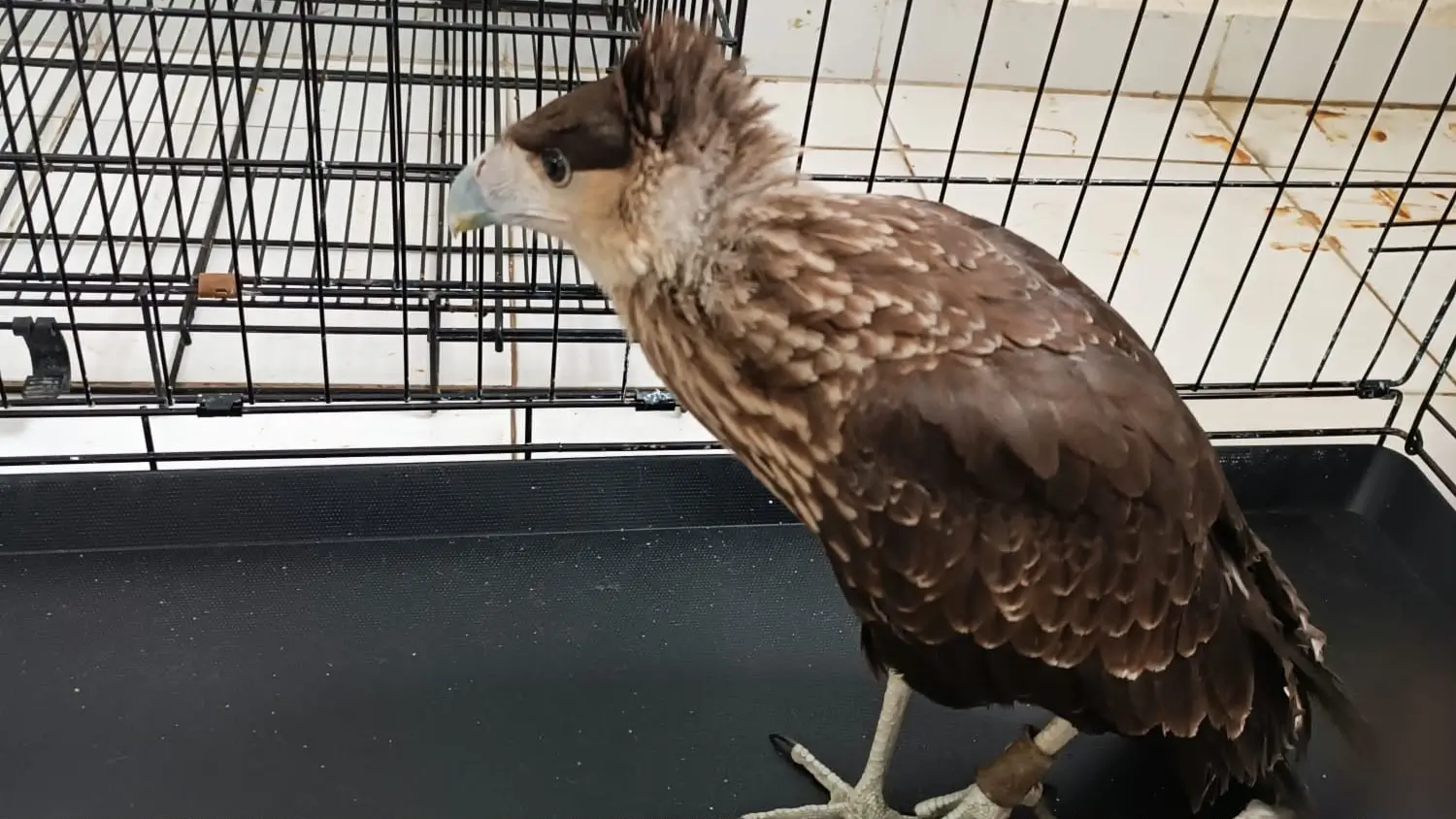 Rescatan aves rapaces en Izcalli