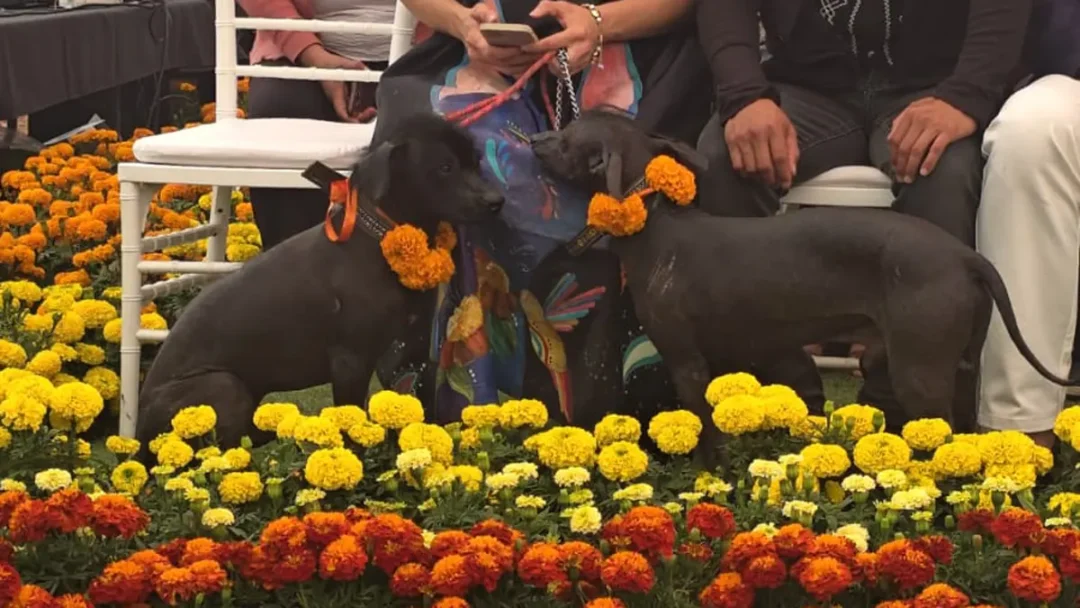 Xoloitzcuintle entre cempasúchiles en la Ruta del Mictlán de Atlixco