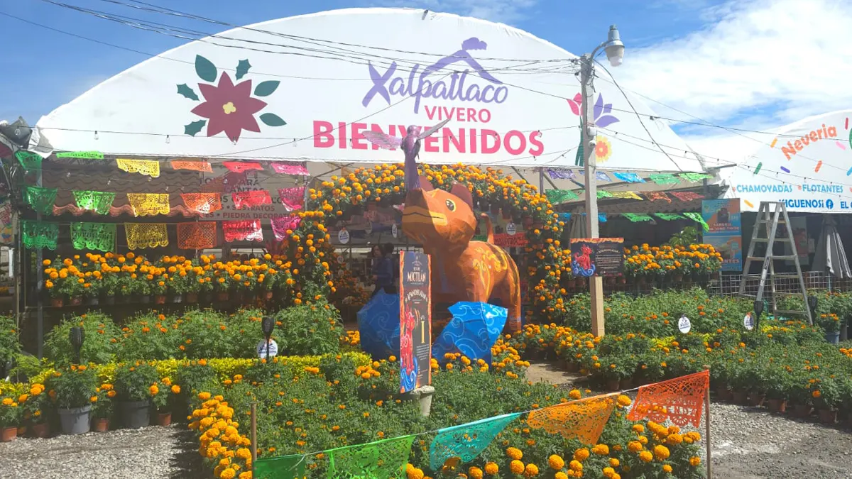 Xoloitzcuintle entre cempasúchiles en la Ruta del Mictlán de Atlixco